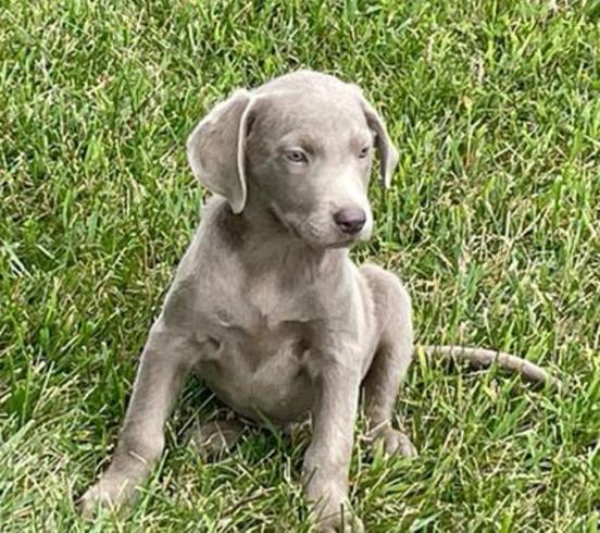 Silver Lab Puppies For Sale 